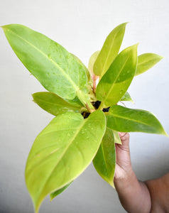 Philodendron golden melonii