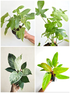 Philodendron combo - 1 ( 4 plants )