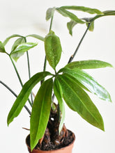 Load image into Gallery viewer, Anthurium pentaphyllum
