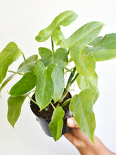 Load image into Gallery viewer, Philodendron Bipennifollium glaucous