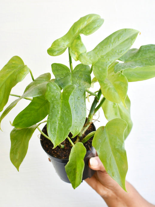 Philodendron Bipennifollium glaucous