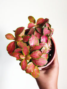 Fittonia Pink (Nerve plant)