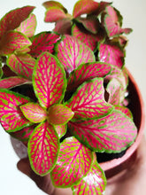 Load image into Gallery viewer, Fittonia Pink (Nerve plant)