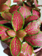 Load image into Gallery viewer, Fittonia Pink (Nerve plant)