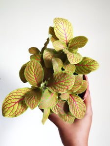 Fittonia pink ruby lime