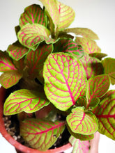 Load image into Gallery viewer, Fittonia pink ruby lime
