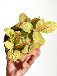 Fittonia pink ruby lime