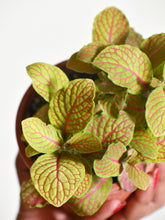 Load image into Gallery viewer, Fittonia pink ruby lime