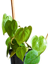 Load image into Gallery viewer, Philodendron oxycardium GREEN