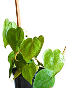 Philodendron oxycardium GREEN