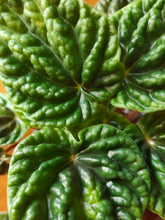 Load image into Gallery viewer, Peperomia caperata &quot;Lilian&#39;