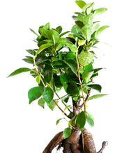 Load image into Gallery viewer, Ficus bonsai