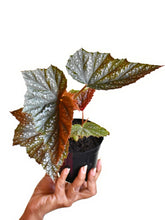 Load image into Gallery viewer, &#39;Angel wing&#39; Begonia