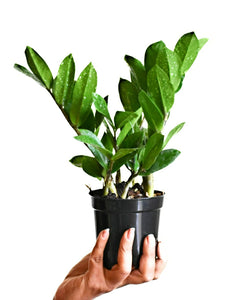 Zamioculcas zamiifolia (ZZ plant)