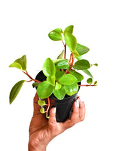 Load image into Gallery viewer, Peperomia orba