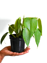 Load image into Gallery viewer, Elephant ear philodendron (P. Microstictum)