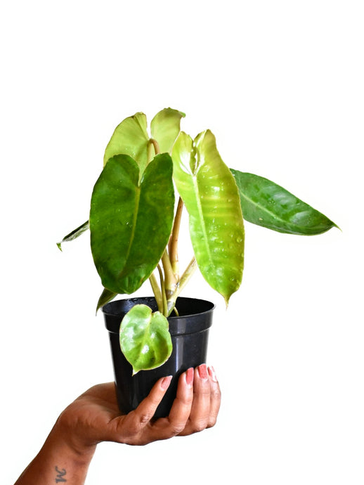 Philodendron Kerala hybrid