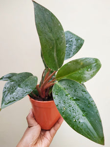 Philodendron red congo