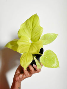 Philodendron selloum golden