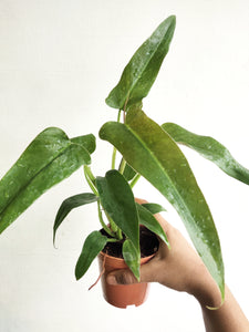 Philodendron mexicanum small