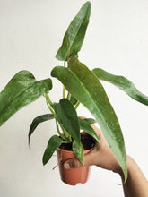 Load image into Gallery viewer, Philodendron mexicanum small