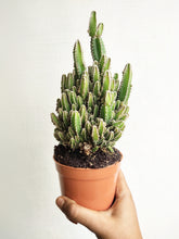 Load image into Gallery viewer, Cereus &quot;Fairy castle&quot; cactus