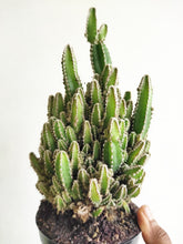 Load image into Gallery viewer, Cereus &quot;Fairy castle&quot; cactus
