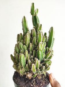 Cereus "Fairy castle" cactus