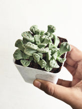 Load image into Gallery viewer, Titanopsis calcaria
