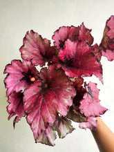 Load image into Gallery viewer, Begonia Cleopatra