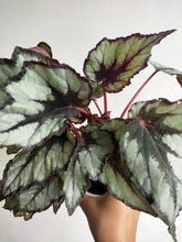Load image into Gallery viewer, Begonia