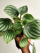 Load image into Gallery viewer, Peperomia watermelon