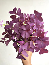Load image into Gallery viewer, Oxalis triangularis
