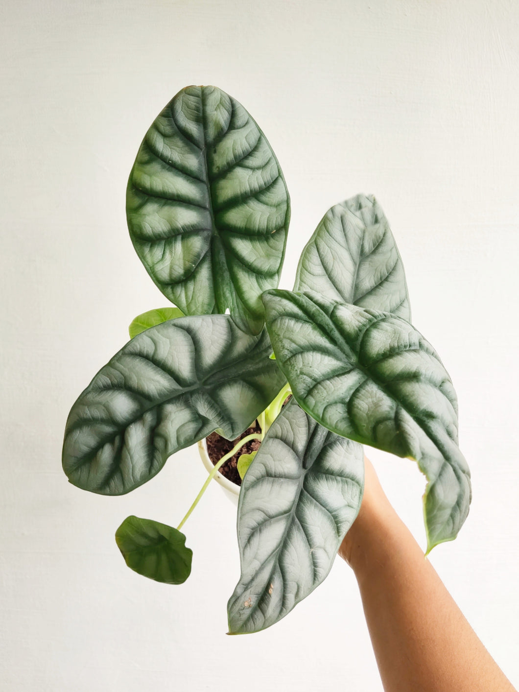 Alocasia silver dragon