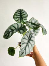 Load image into Gallery viewer, Alocasia silver dragon