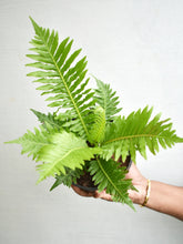 Load image into Gallery viewer, Tree fern