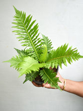 Load image into Gallery viewer, Tree fern