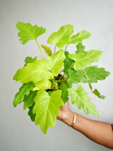 Load image into Gallery viewer, Philodendron Xanadu golden
