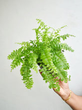 Load image into Gallery viewer, &quot;Pom pom&quot; Fern
