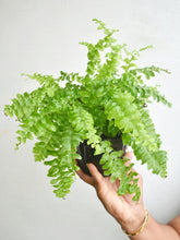 Load image into Gallery viewer, &quot;Pom pom&quot; Fern