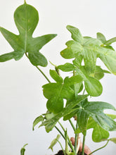 Load image into Gallery viewer, Philodendron pedatum