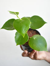 Load image into Gallery viewer, Peperomia raindrop small
