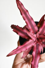 Load image into Gallery viewer, Cryptanthus (Earth star)