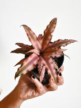 Load image into Gallery viewer, Cryptanthus (Earth star)
