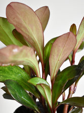 Load image into Gallery viewer, Peperomia clusiifolia Emerald