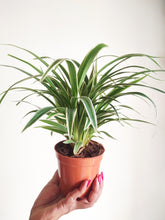 Load image into Gallery viewer, Spider plant bushy