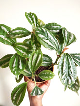 Load image into Gallery viewer, Pilea cadierei