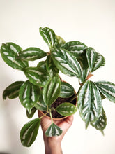 Load image into Gallery viewer, Pilea cadierei