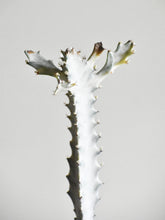 Load image into Gallery viewer, Euphorbia lactea &quot;White ghost&quot;