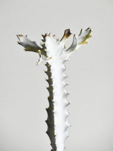 Euphorbia lactea "White ghost"
